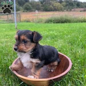 Willow, Yorkie Puppy